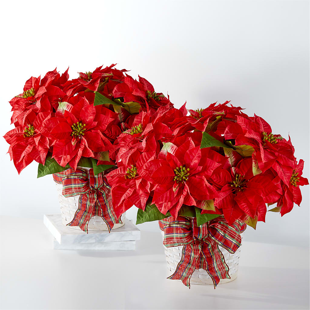 Happiest Holidays Poinsettia Bundle – CASEY'S FLORIST, Princeton NC