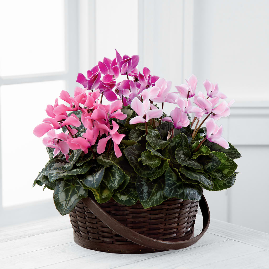 Mixed Cyclamen Planter – CASEY'S FLORIST, Princeton NC