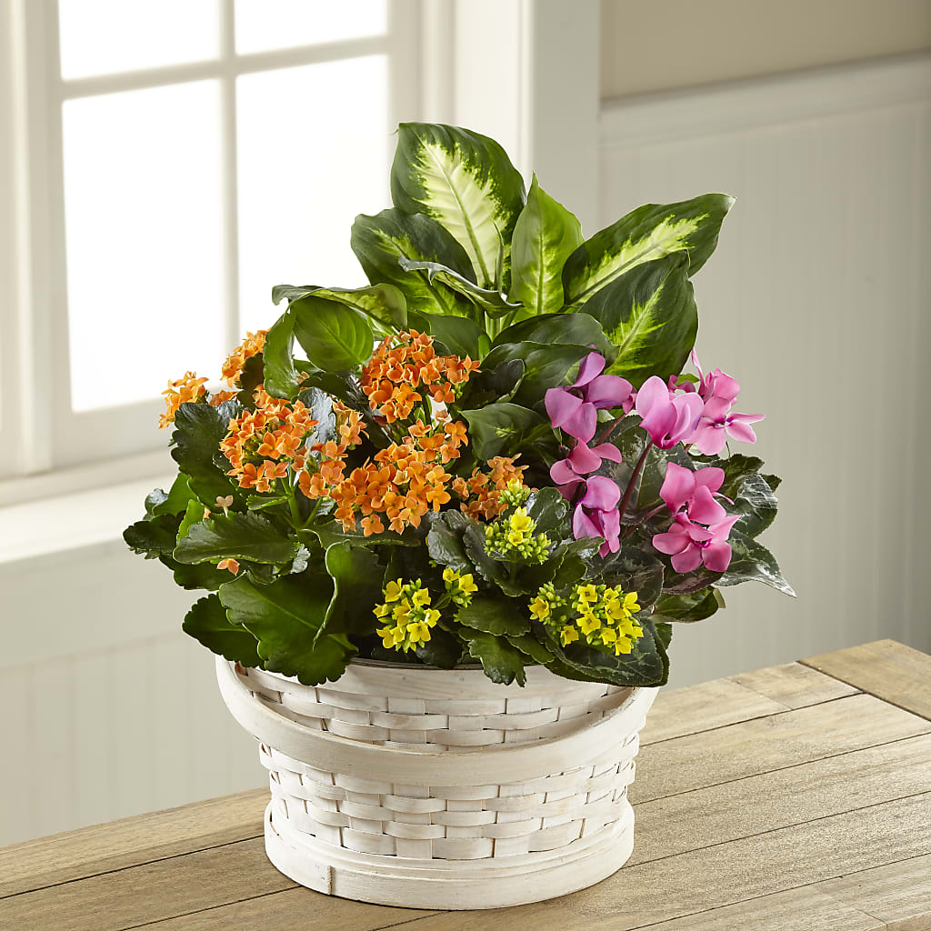 Color Crush Dishgarden – CASEY'S FLORIST, Princeton NC