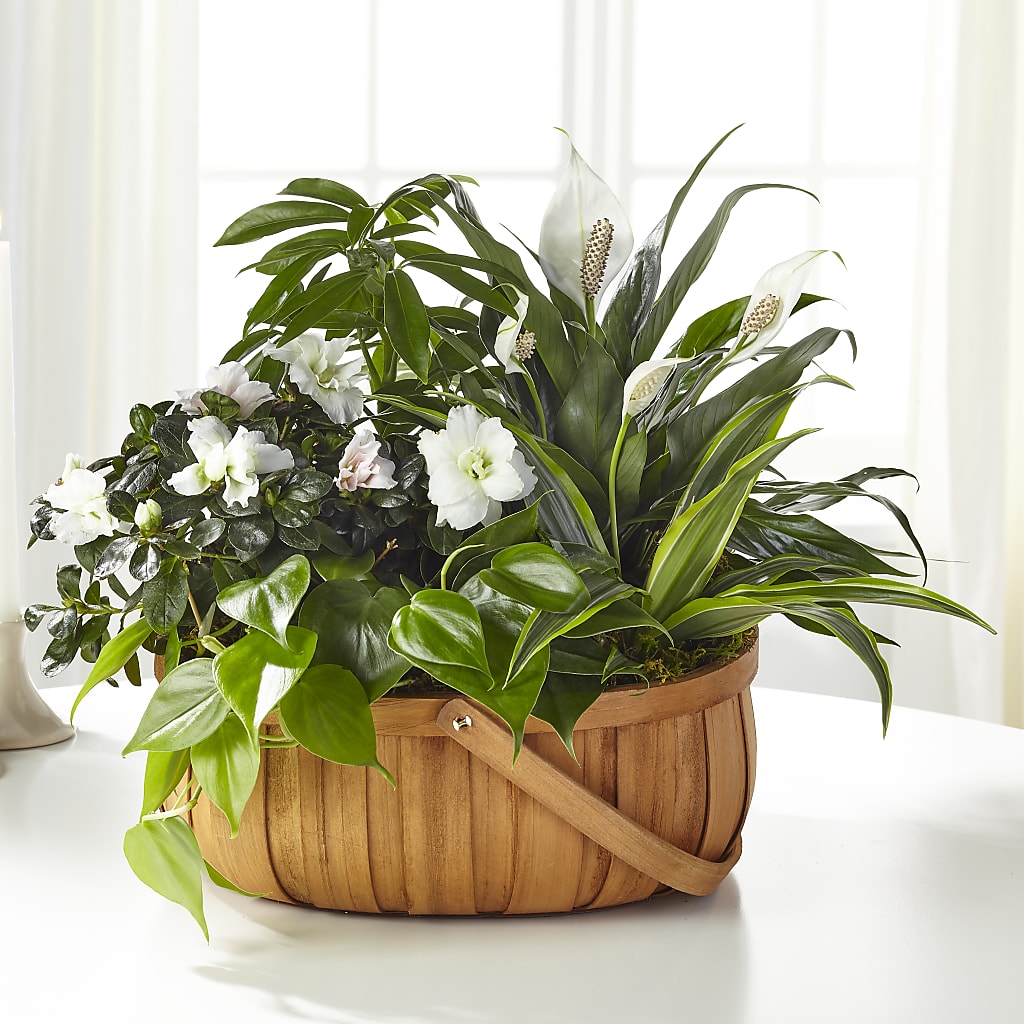 Serene Dishgarden – CASEY'S FLORIST, Princeton NC