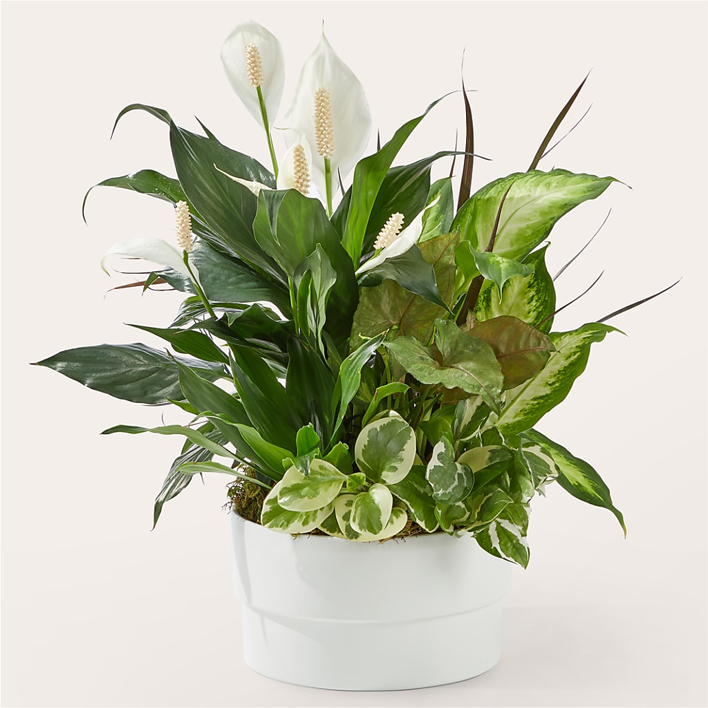 Radiating Positivity Dishgarden – CASEY'S FLORIST, Princeton NC